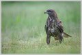Saint Piat _15-06-2018-07-31-14_0138
